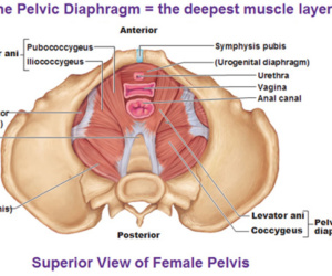 Vaginismus, Genito-Pelvic Pain Disorder