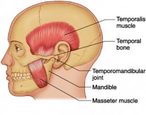 Mandibular Joint